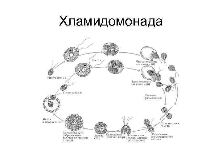 Схема с подписями бесполое размножение хламидомонады