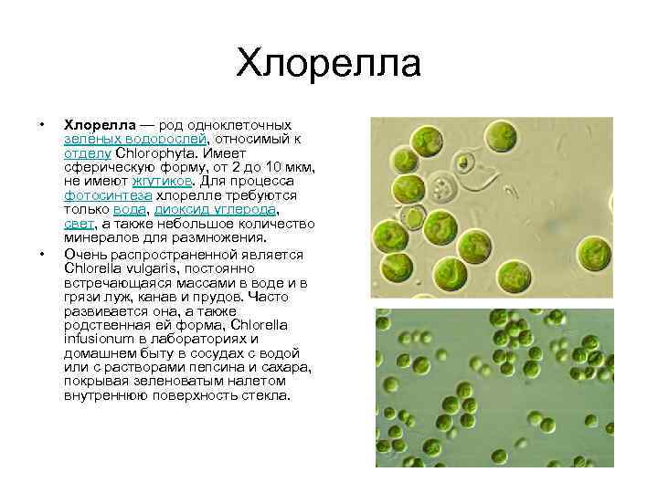 Хлорелла одноклеточная водоросль