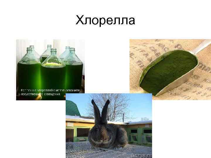 Хлорелла 