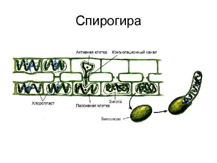 Спирогира 