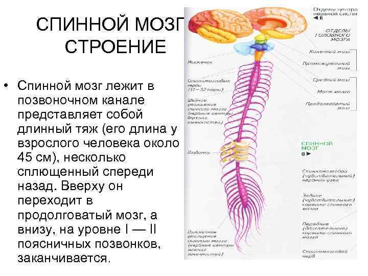 СПИННОЙ МОЗГ. СТРОЕНИЕ • Спинной мозг лежит в позвоночном канале представляет собой длинный тяж