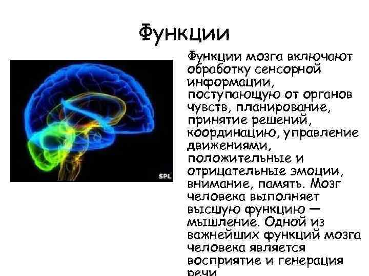 Функции мозга включают обработку сенсорной информации, поступающую от органов чувств, планирование, принятие решений, координацию,