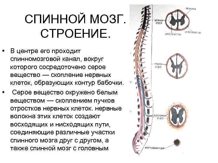 СПИННОЙ МОЗГ. СТРОЕНИЕ. • В центре его проходит спинномозговой канал, вокруг которого сосредоточено серое