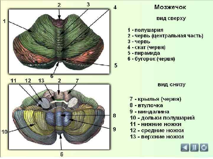 Спинной мозг где находится фото