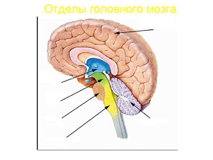 Отделы головного мозга 