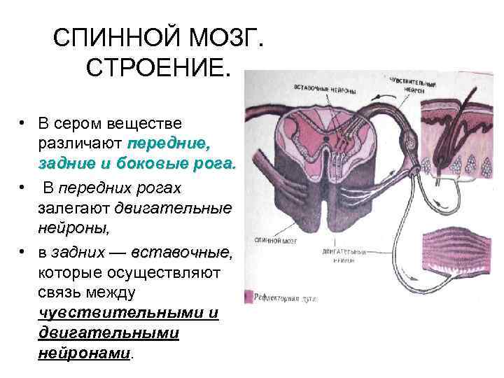 СПИННОЙ МОЗГ. СТРОЕНИЕ. • В сером веществе различают передние, задние и боковые рога. •