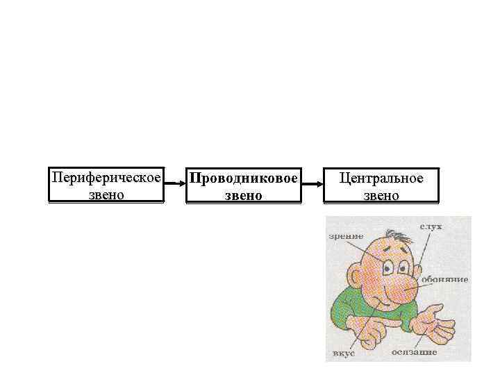 Периферическое звено Проводниковое звено Центральное звено 