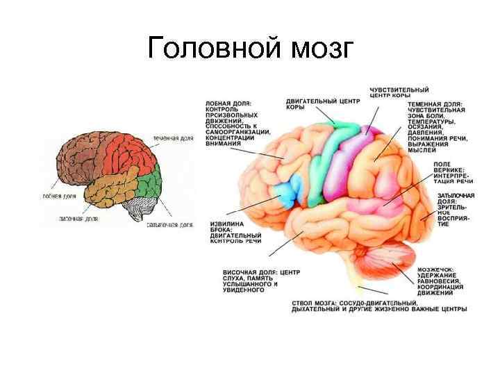 Биология 8 класс строение мозга