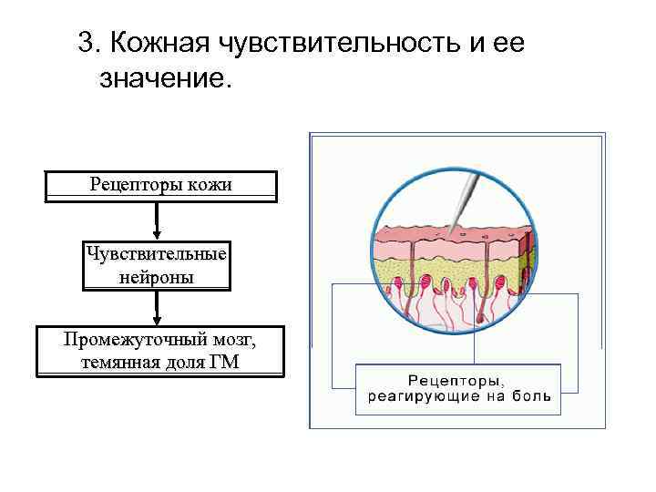 3. Кожная чувствительность и ее значение. Рецепторы кожи Чувствительные нейроны Промежуточный мозг, темянная доля