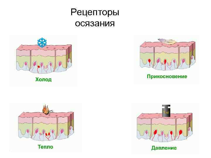 Рецепторы тела