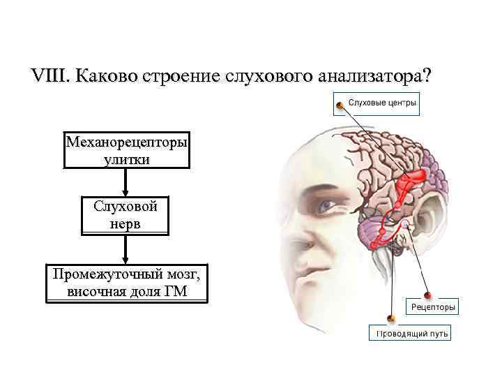 VIII. Каково строение слухового анализатора? Механорецепторы улитки Слуховой нерв Промежуточный мозг, височная доля ГМ