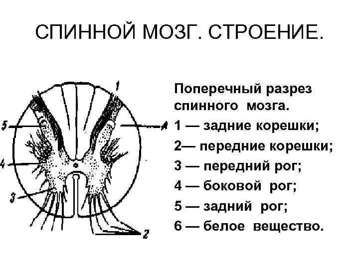 Спинной мозг поперечный разрез рисунок с подписями