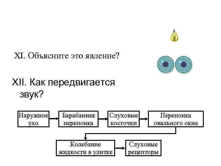 XI. Объясните это явление? XII. Как передвигается звук? Наружное ухо Барабанная перепонка Слуховые косточки