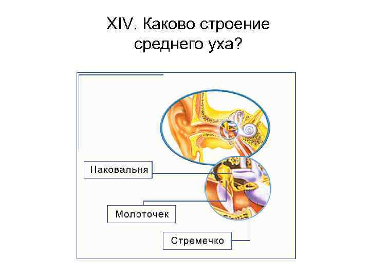 XIV. Каково строение среднего уха? 