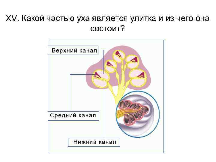 XV. Какой частью уха является улитка и из чего она состоит? 