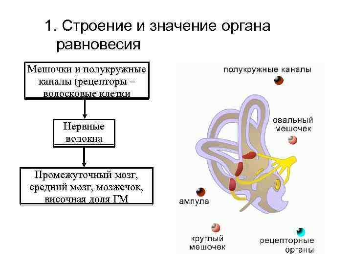 1. Строение и значение органа равновесия Мешочки и полукружные каналы (рецепторы – волосковые клетки