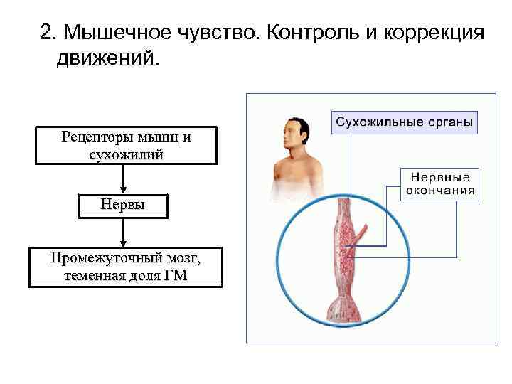 Чувство мышц. Мышечное чувство строение. Мышечное чувство контроль и коррекция движений. Рецепторы мышечного чувства. Значение мышечного чувства.