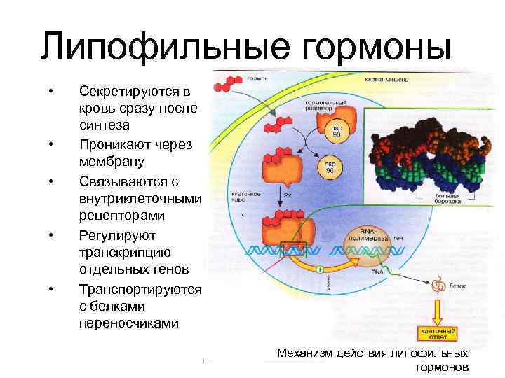 Липофильные гормоны • • • Секретируются в кровь сразу после синтеза Проникают через мембрану