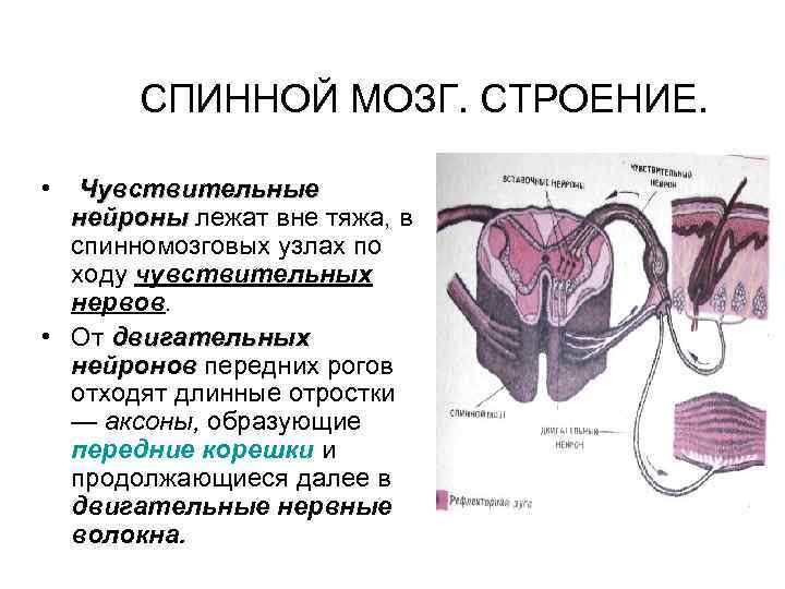 СПИННОЙ МОЗГ. СТРОЕНИЕ. • Чувствительные нейроны лежат вне тяжа, в нейроны спинномозговых узлах по