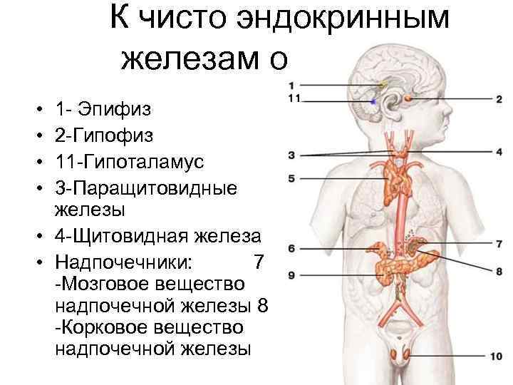 К чисто эндокринным железам относятся: • • 1 - Эпифиз 2 -Гипофиз 11 -Гипоталамус