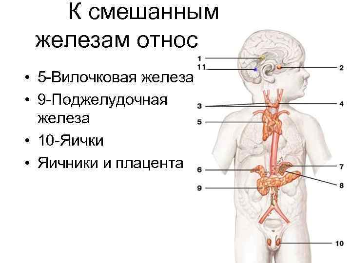 К смешанным железам относятся: • 5 -Вилочковая железа • 9 -Поджелудочная железа • 10