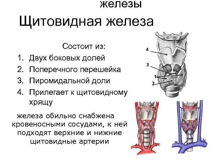 железы Щитовидная железа 1. 2. 3. 4. Состоит из: Двух боковых долей Поперечного перешейка