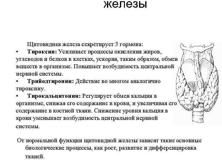 железы Щитовидная железа секретирует 3 гормона: • Тироксин: Усиливает процессы окисления жиров, углеводов и