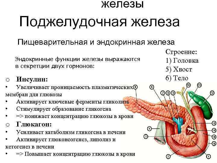 2 крупные пищеварительные железы. Строение поджелудочной железы анатомия. Поджелудочная железа биология 8. Поджелудочная железа анатомия кратко. Пищеварительная роль поджелудочной железы.