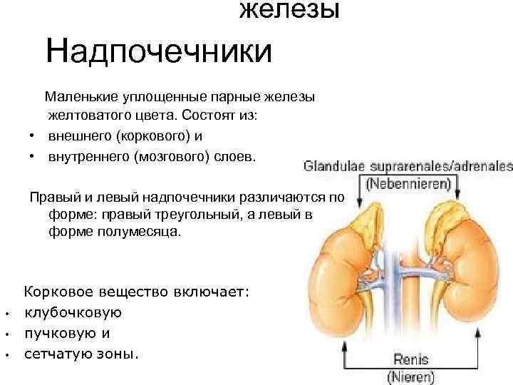 железы Надпочечники Маленькие уплощенные парные железы желтоватого цвета. Состоят из: • внешнего (коркового) и