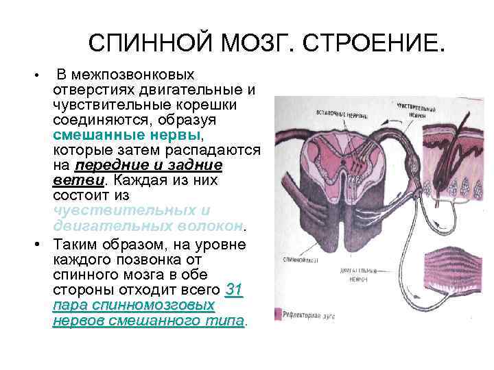 СПИННОЙ МОЗГ. СТРОЕНИЕ. • В межпозвонковых отверстиях двигательные и чувствительные корешки соединяются, образуя смешанные