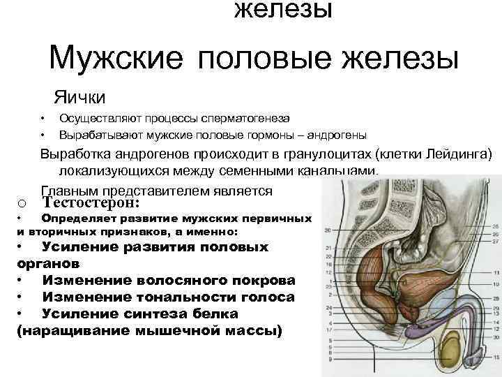 железы Мужские половые железы Яички • • Осуществляют процессы сперматогенеза Вырабатывают мужские половые гормоны