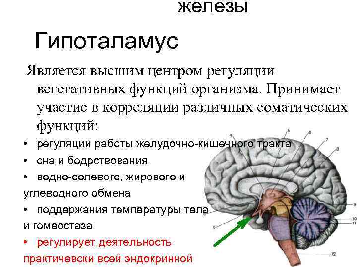 Передний мозг центр регуляции. 3 Желудочек головного мозга и гипоталамус. Функции гипоталамуса головного мозга человека. Вегетативные функции головного мозга.