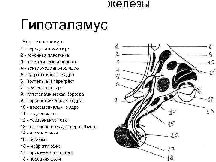 железы Гипоталамус Ядра гипоталамуса: 1 - передняя комиссура 2 - конечная пластинка 3 –