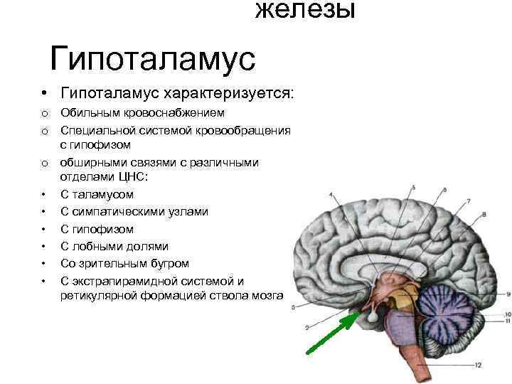 Таламус и гипоталамус какой отдел мозга. Таламус гипоталамус гипофиз. Гипоталамус внутреннее строение. Функции отдела гипоталамуса.