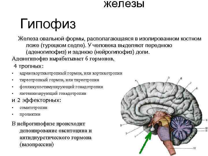 Симптомы гипофиз у мужчин. Гипофиз головного мозга. Гипофиз анатомия топография. Строение мозга турецкое седло. Строение головного мозга турецкое седло.