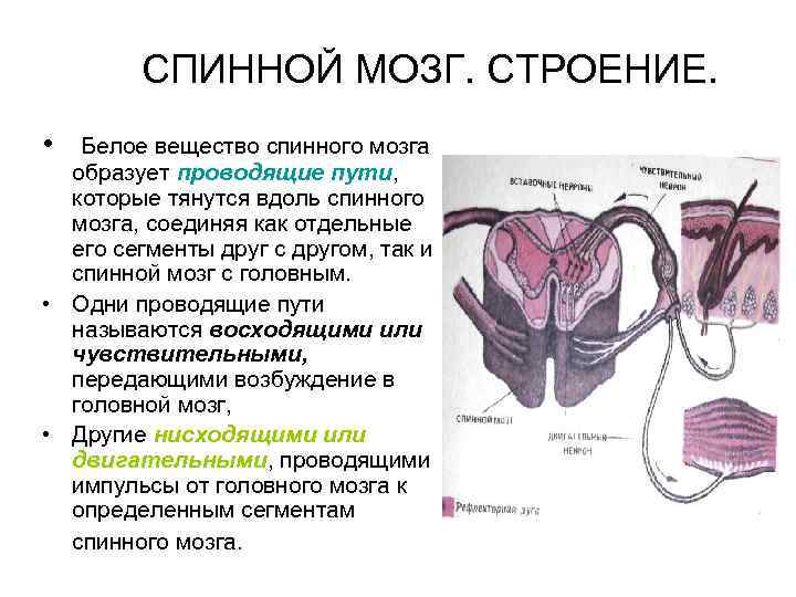 СПИННОЙ МОЗГ. СТРОЕНИЕ. • Белое вещество спинного мозга образует проводящие пути, которые тянутся вдоль