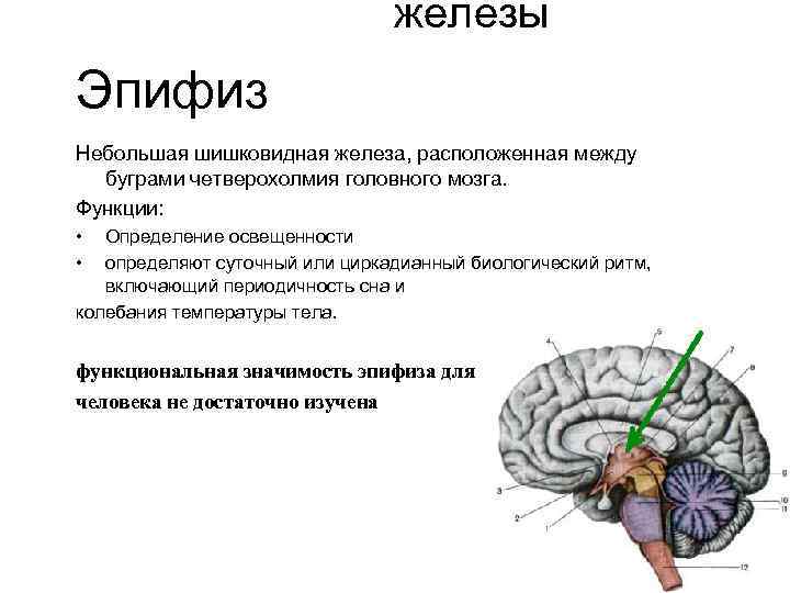 Железа мозга 7. Шишковидное тело строение и функции. Эпифиз строение и функции.