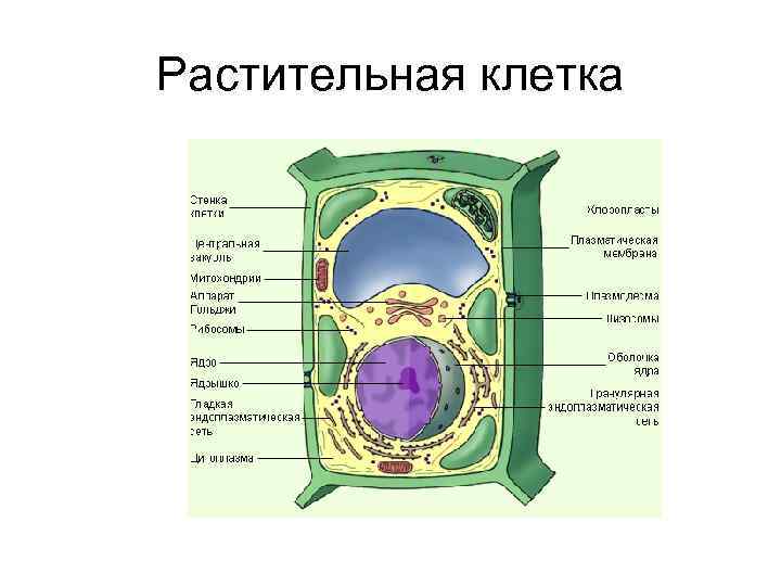 Сердцевина представлена клетками