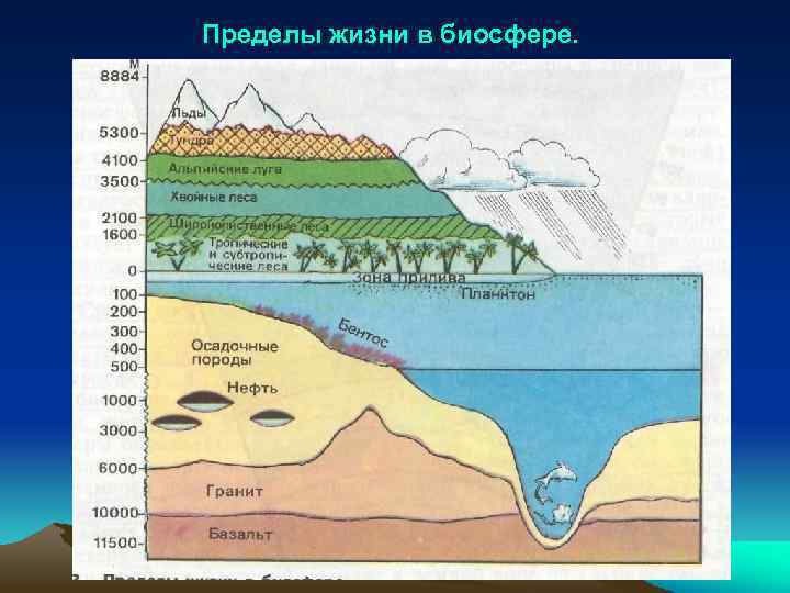 Пределы жизни в биосфере. 