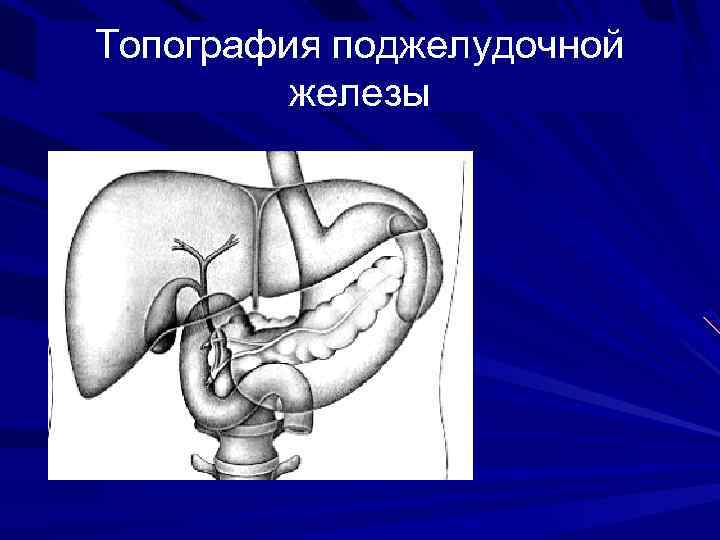 Топография поджелудочной железы 