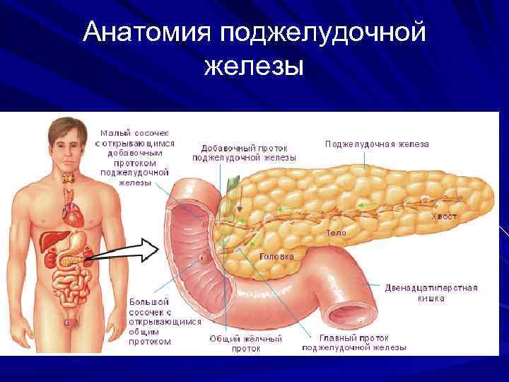 Анатомия поджелудочной железы 