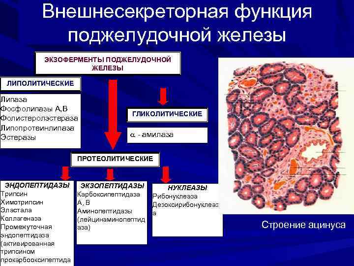 Внешнесекреторная функция поджелудочной железы ЭКЗОФЕРМЕНТЫ ПОДЖЕЛУДОЧНОЙ ЖЕЛЕЗЫ ЛИПОЛИТИЧЕСКИЕ Липаза Фосфолипазы А, В Фолистеролэстераза Липопротеинлипаза