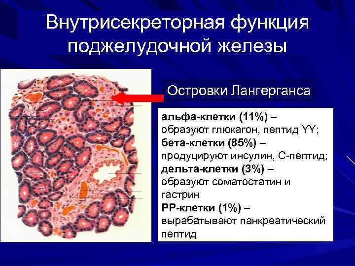 Внутрисекреторная функция поджелудочной железы Островки Лангерганса альфа-клетки (11%) – образуют глюкагон, пептид YY; бета-клетки