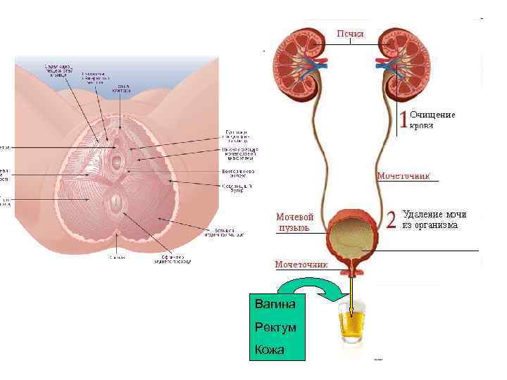 Мочевая система женщины фото