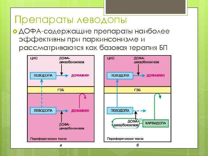 Препараты леводопы ДОФА-содержащие препараты наиболее эффективны при паркинсонизме и рассматриваются как базовая терапия БП