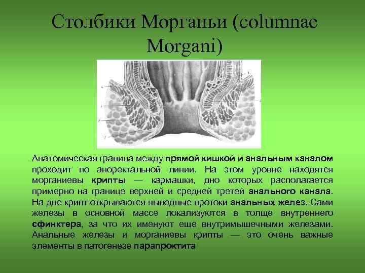 Столбики Морганьи (columnae Morgani) Анатомическая граница между прямой кишкой и анальным каналом проходит по