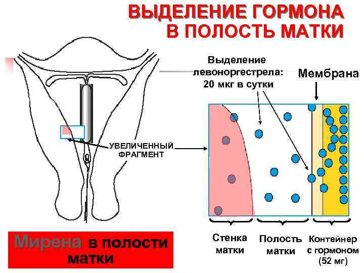 Гормоны матки