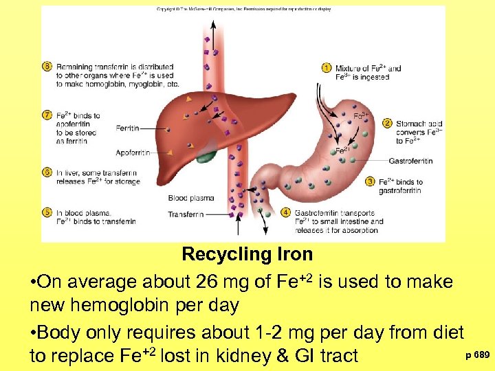 Recycling Iron • On average about 26 mg of Fe+2 is used to make