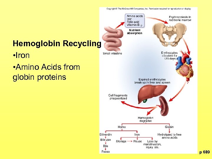 Hemoglobin Recycling • Iron • Amino Acids from globin proteins p 689 