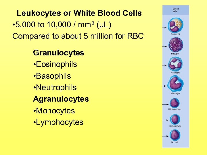 Leukocytes or White Blood Cells • 5, 000 to 10, 000 / mm 3